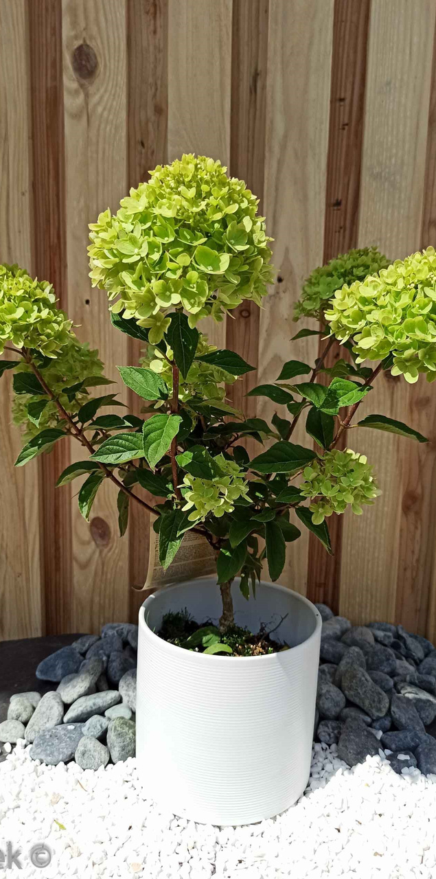 Hortensja bukietowa Little Lime PBR Hydrangea paniculata C3