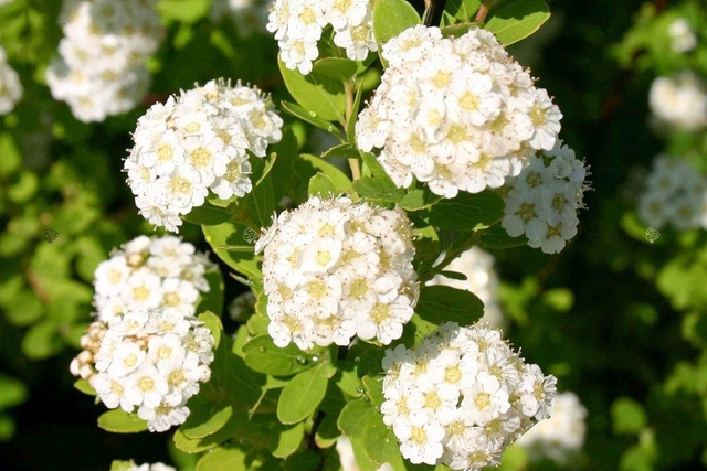 Tawuła nippońska Snowmound Spiraea nipponica P9