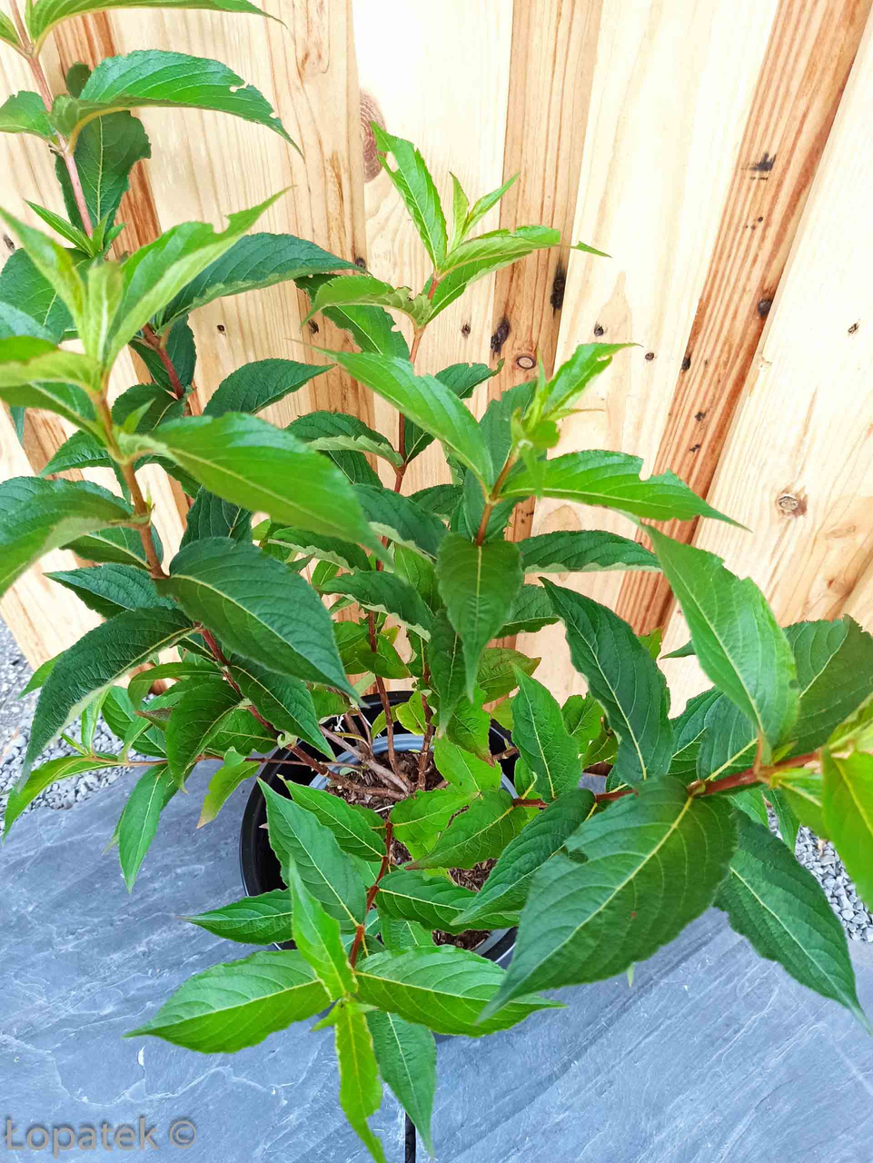 Krzewuszka cudowna Lucifer Weigela florida C2