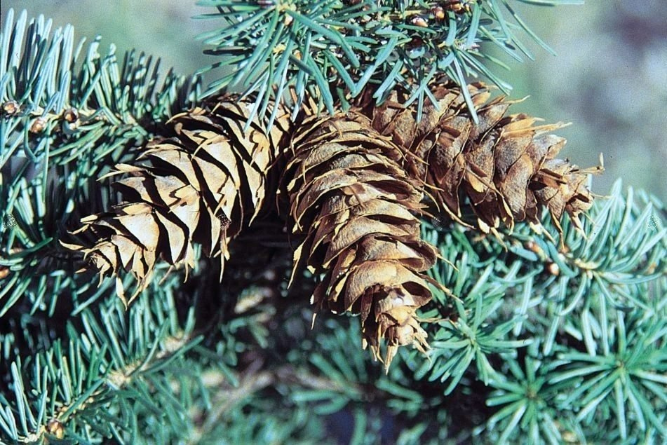 Daglezja zielona odm. sina Pseudotsuga menziesii var. glauca C2