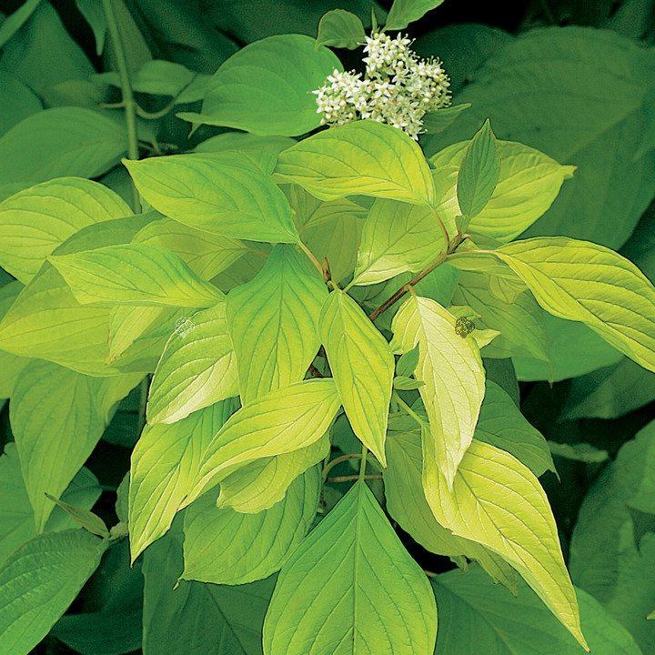 Dereń biały Aurea Cornus alba P9