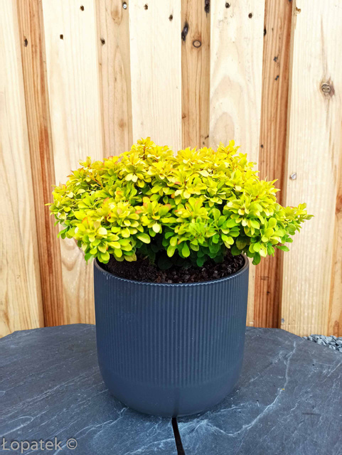 Berberys Thunberga Tiny Gold PBR Berberis thunbergii C2