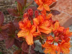 Azalia wielkokwiatowa Fasching Rhododendron mollis C4