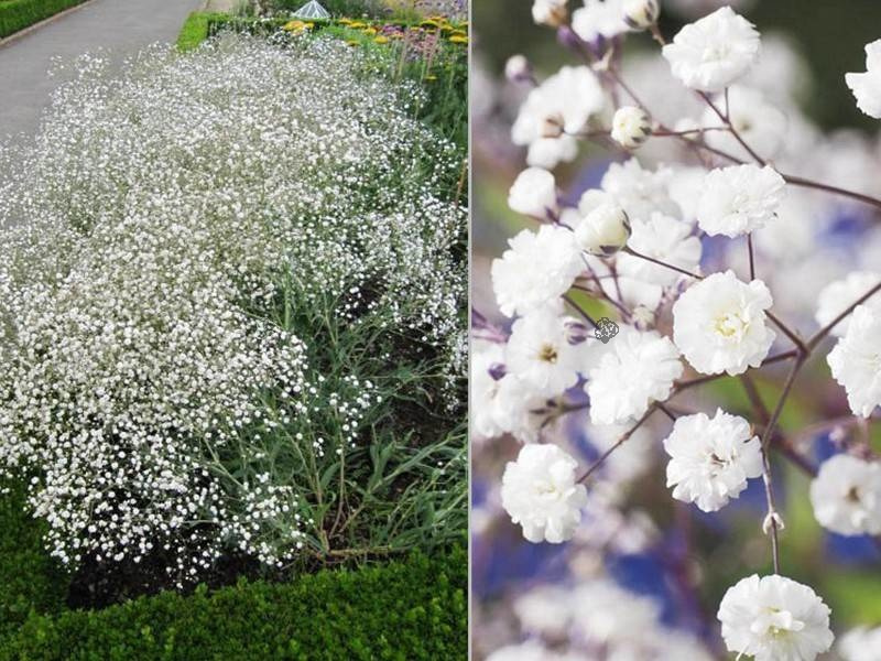 Gipsówka wiechowata Gypsophila paniculata C2