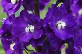 Ostróżka Elmfreude Delphinium C2