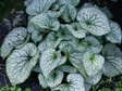 Brunera wielkolistna Alexander's Great PBR Brunnera macrophylla C2