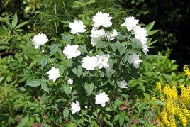 Jaśminowiec Frosty Morn Philadelphus P9