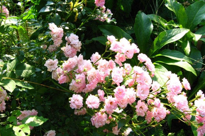 Róża The Fairy Rosa P9