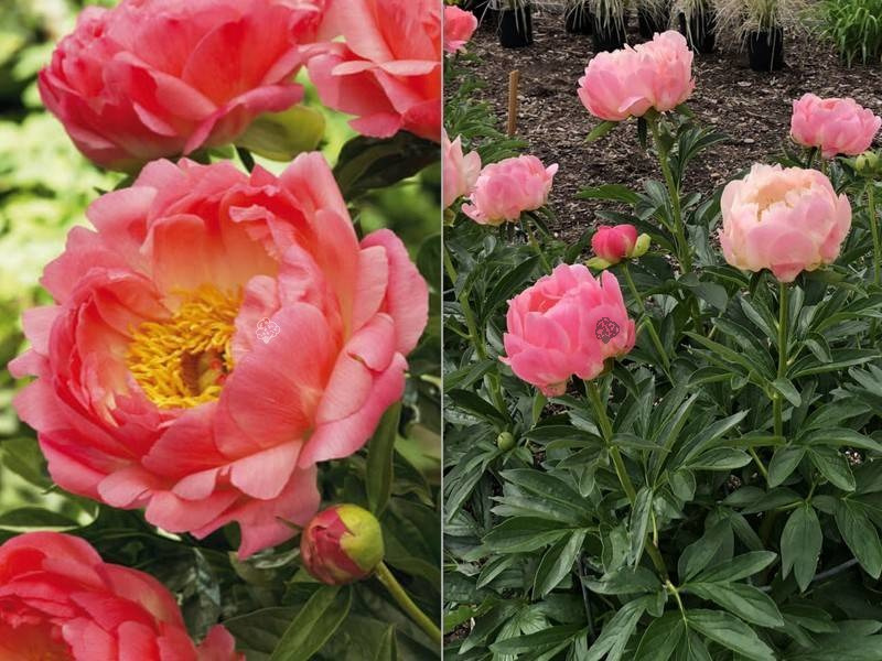 Piwonia Coral Sunset Paeonia