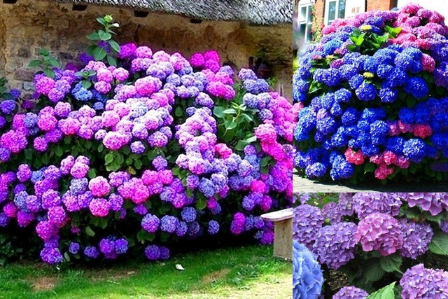 Hortensja ogrodowa Masja Hydrangea macrophylla C2