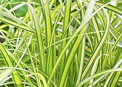 Turzyca oszimska Eversheen Carex oshimensis C3