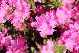 Azalia japońska Maiogi Rhododendron obtusum C2