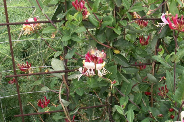 Wiciokrzew pomorski Serotina Lonicera periclymenum P9