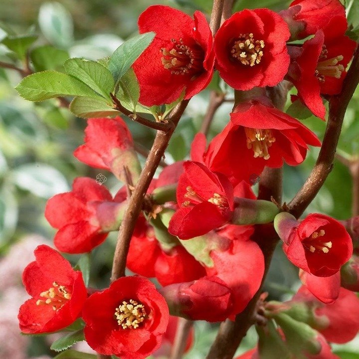 Pigwowiec pośredni Texas Scarlet Chaenomeles superba C2