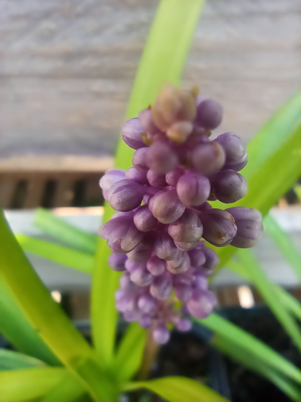 Liriope szafirkowata Big Blue Liriope muscari P9