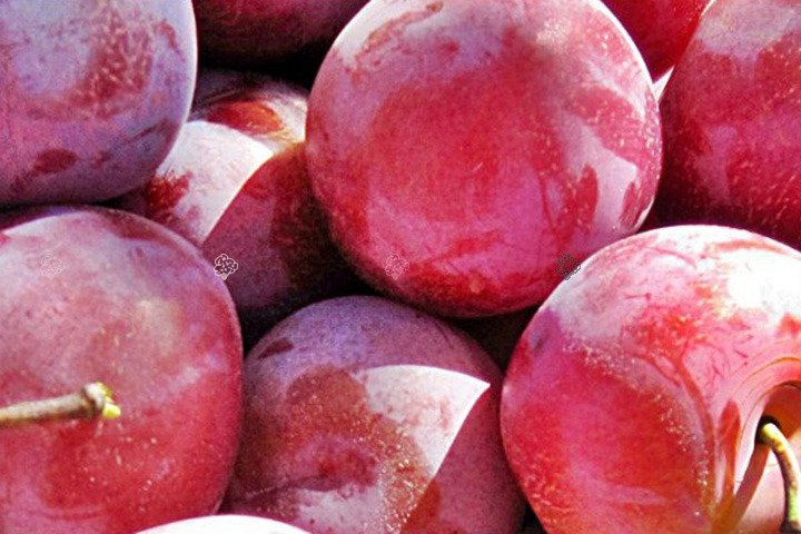 Śliwa Renkloda Althana Prunus domestica