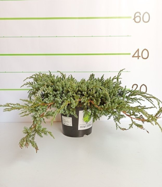 Jałowiec łuskowaty Blue Carpet Juniperus squamata P9