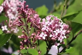 Lilak Josee Syringa C2