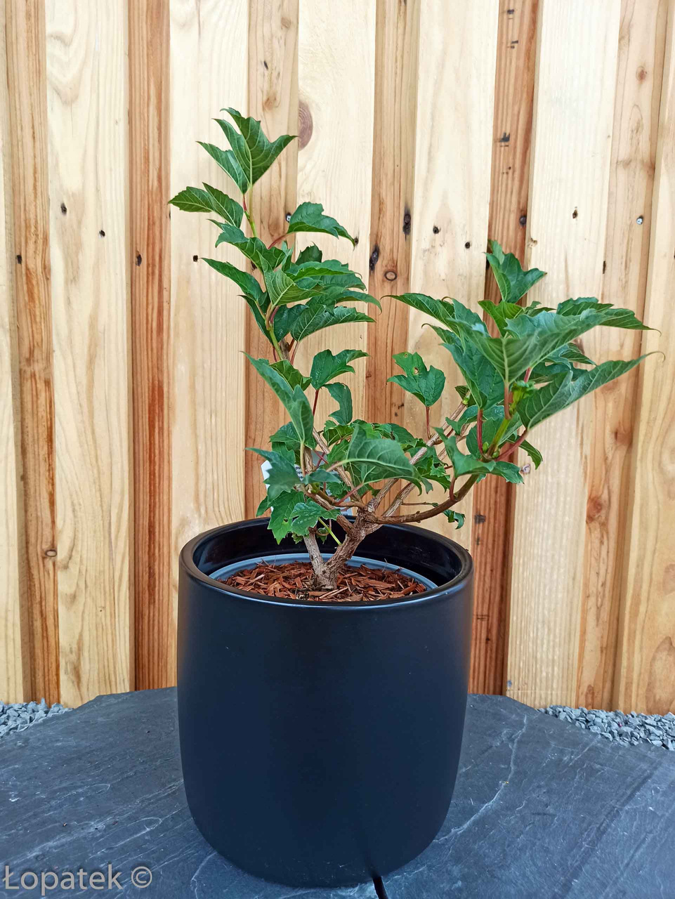 Kalina koralowa Compactum Viburnum opulus C3