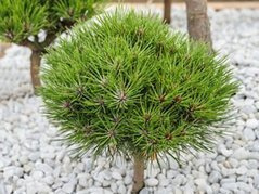Sosna Marie Brégeon Pinus C2
