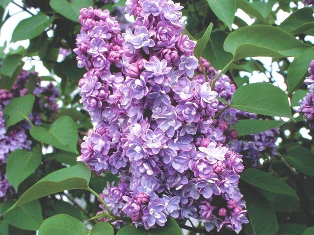 Lilak pospolity Michel Buchner Syringa vulgaris C2