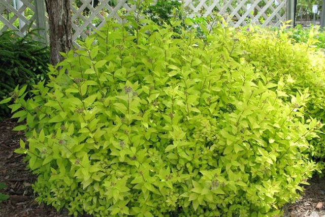 Tawuła japońska Goldmound Spiraea japonica P9