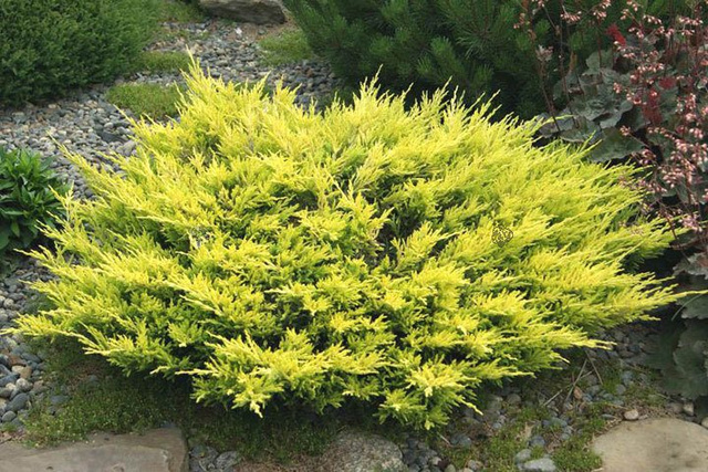 Jałowiec płożący Limeglow Juniperus horizontalis C2