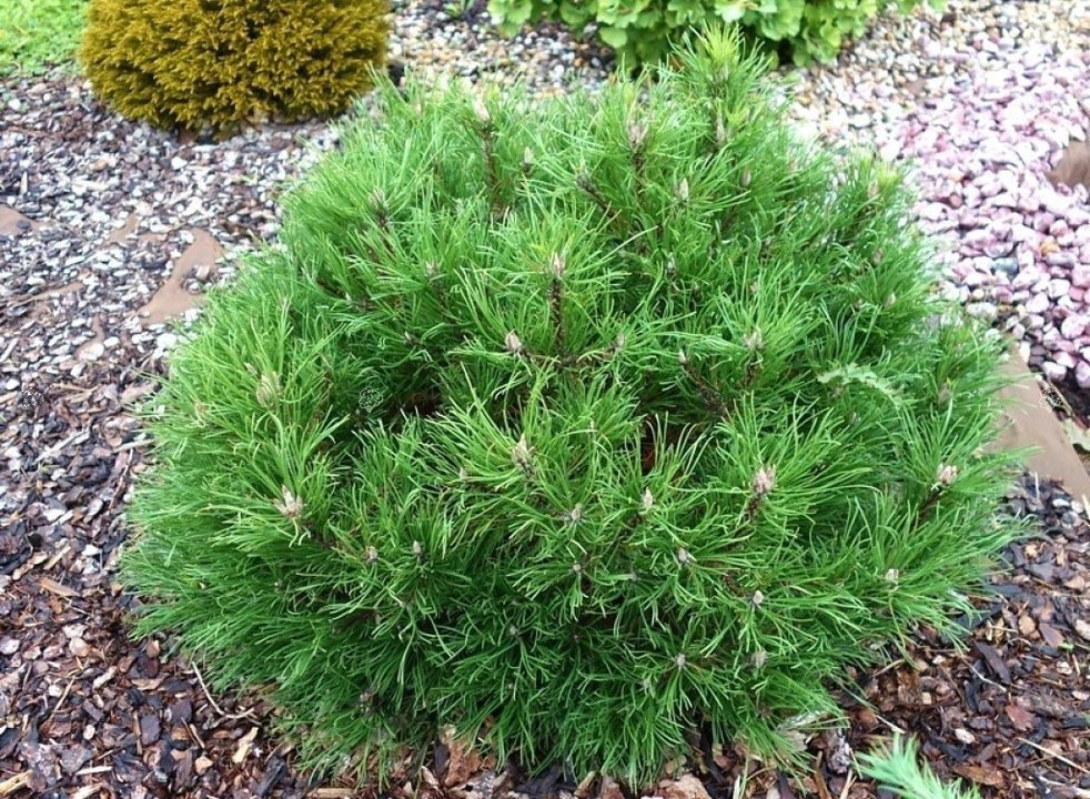 Sosna kosodrzewina Hesse Pinus mugo C5