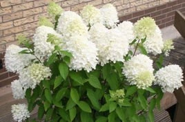 Hortensja bukietowa Magical Sweet Summer PBR Hydrangea paniculata C3