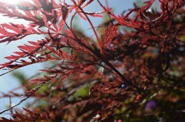 Klon palmowy Garnet Acer palmatum C5