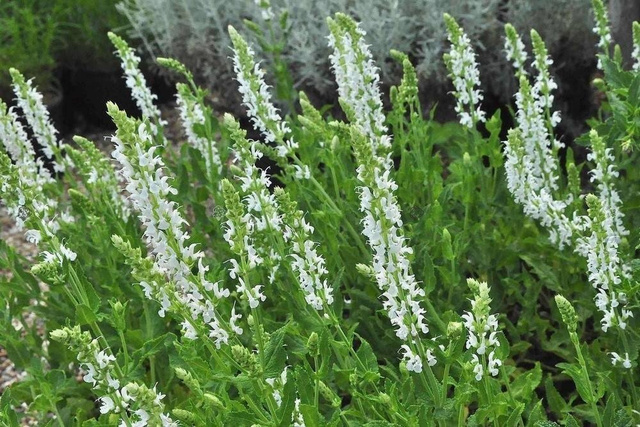 Szałwia omszona Snow Hill Salvia nemorosa P9