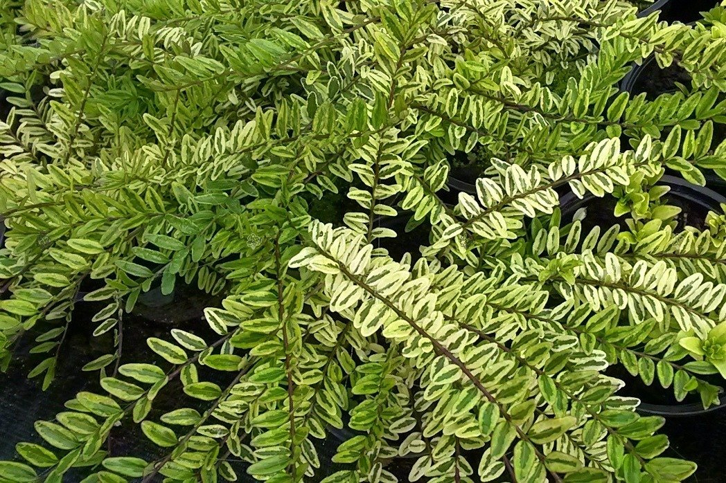 Suchodrzew chiński Variegata Lonicera pileata P9