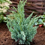 Jałowiec łuskowaty Blue Compact Juniperus squamata C5