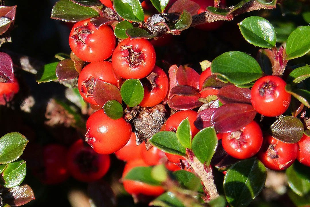 Irga szwedzka Coral Beauty Cotoneaster suecicus P9