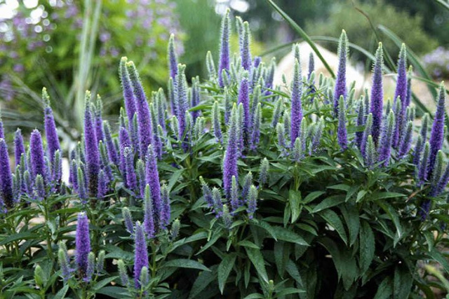 Przetacznik kłosowy Nana Blauteppich Veronica spicata P9