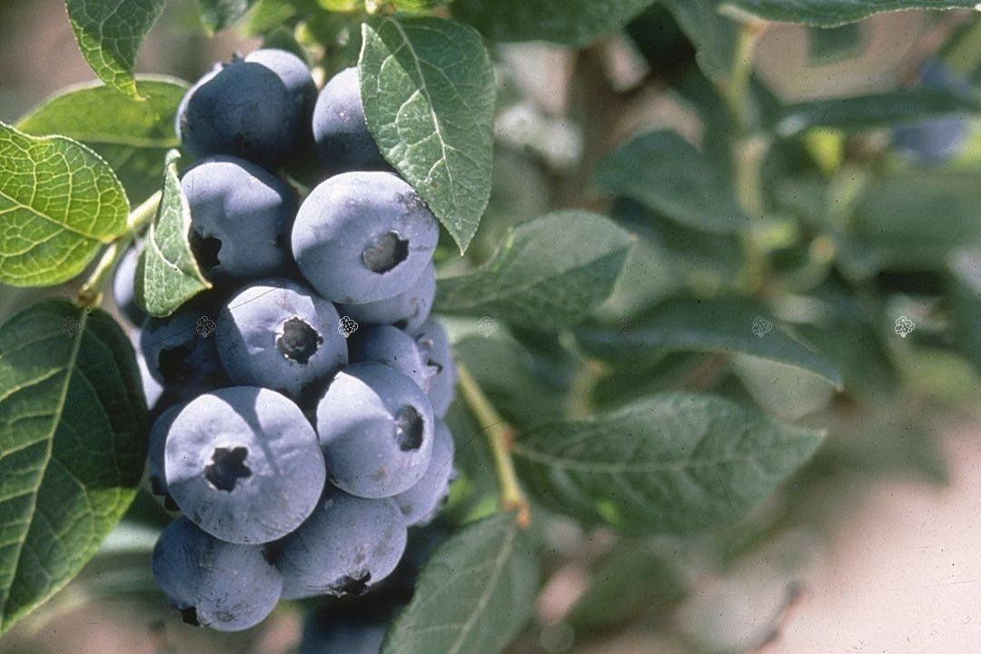 Borówka amerykańska Chandler Vaccinium corymbosum