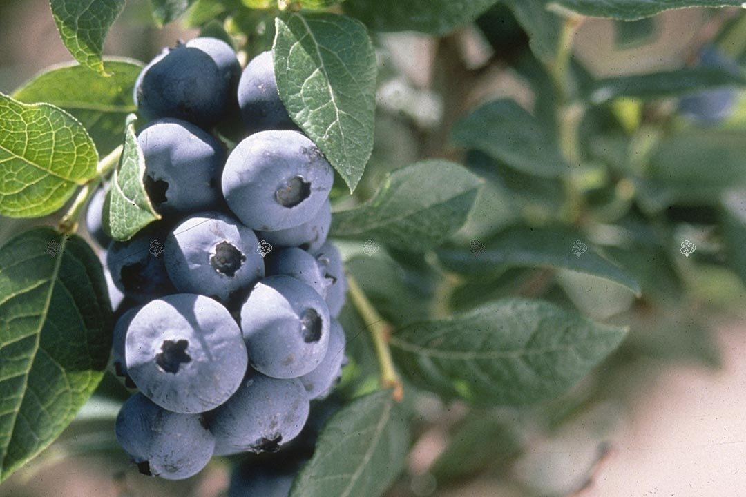 Borówka amerykańska Chandler Vaccinium corymbosum P9