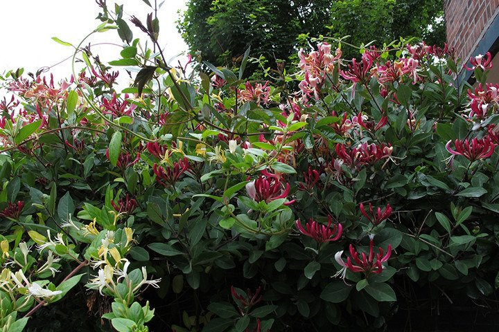 Wiciokrzew pomorski Serotina Lonicera periclymenum P9