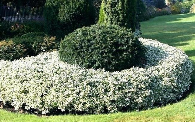 Trzmielina Fortune'a Silver Queen Euonymus fortunei P9