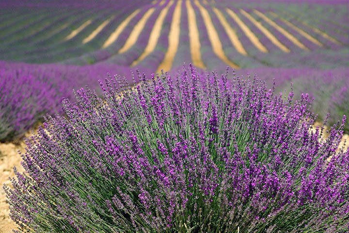Lawenda wąskolistna Hidcote Blue Strain Lavandula angustifolia P9