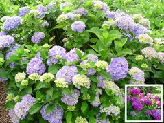 Hortensja ogrodowa Gertrud Glahn Hydrangea macrophylla C2