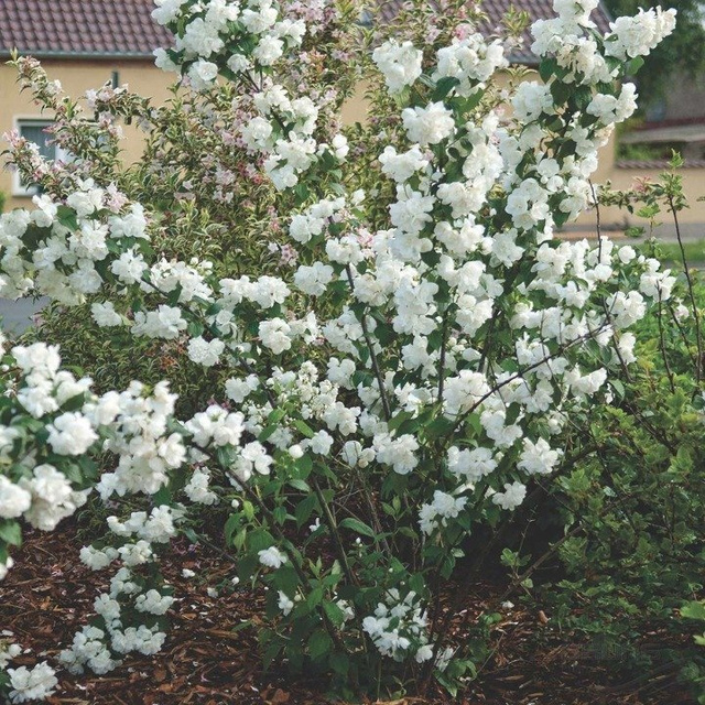 Jaśminowiec Virginal Philadelphus P9