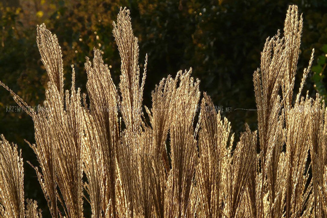 Miskant olbrzymi Miscanthus giganteus C5
