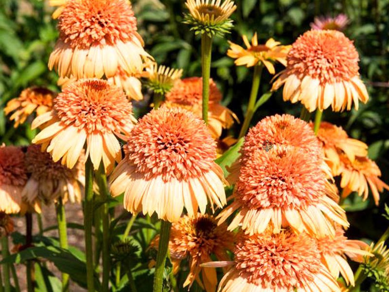 Jeżówka Supreme PBR Cantaloupe Echinacea C1,5