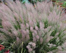 Trzcinnik krótkowłosy Calamagrostis brachytricha C3