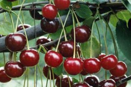 Wiśnia Pandy 103 Prunus cerasus