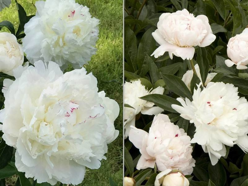 Piwonia Festiva Maxima Paeonia C2