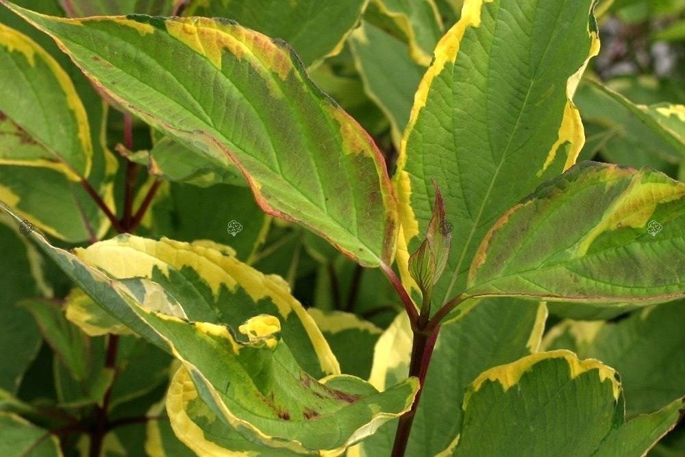 Dereń biały Gouchaltii Cornus alba  P9