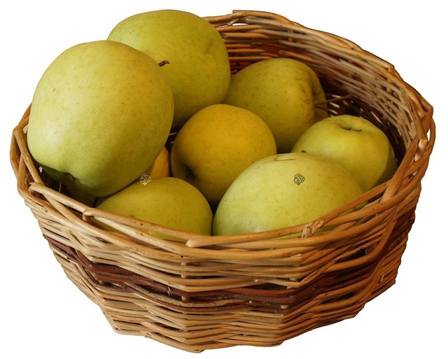 Jabłoń Antonówka Malus domestica