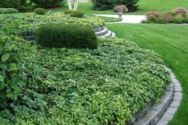 Runianka japońska Pachysandra terminalis P9